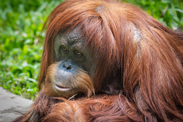 Close-up portrait of a Sumatran orangutan (Pongo abelii) looking directly at the camera with long reddish-brown fur. © Ariyanto