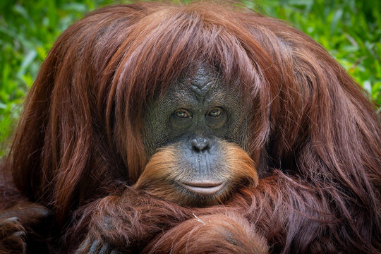 Close-up portrait of a Sumatran orangutan (Pongo abelii) looking directly at the camera with long reddish-brown fur.