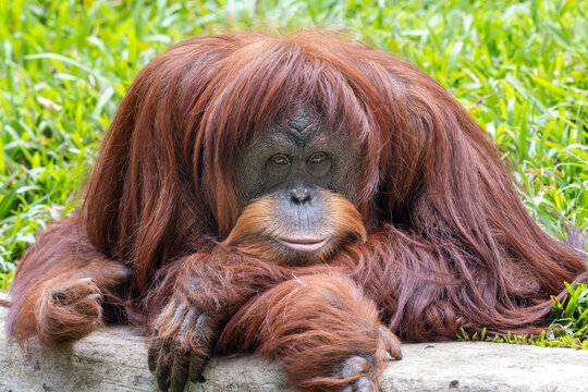 Close-up portrait of a Sumatran orangutan (Pongo abelii) looking directly at the camera with long reddish-brown fur.