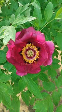 Tree peony flower. Blooming burgundy tree peony flower. Inflorescence of blooming flower with dark red petals with yellow stamens with green leaves on spring day. Flowering tree peony bush. Vertical