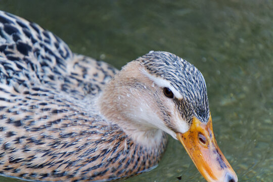 Macro close-up portrait of a female mallard duck swimming with water droplets on feathers in Yufuin, Japan.