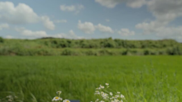 Lush Green Rice Field and Wildflowers under Blue Summer Sky in Nonsan South Korea 4K