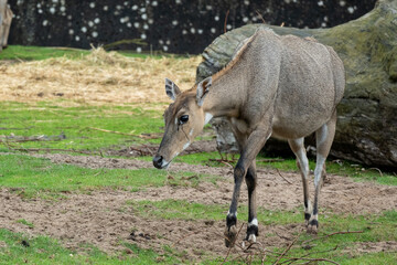 antelope in the wild © Олена Кожухаренко