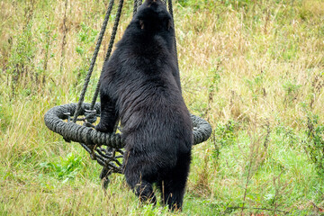 black bear cub © Олена Кожухаренко