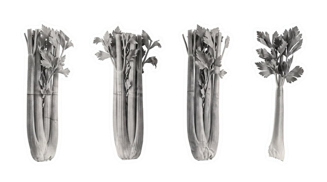 celery stalk , newspaper collage cutout set PNG