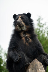 black bear cub © Олена Кожухаренко