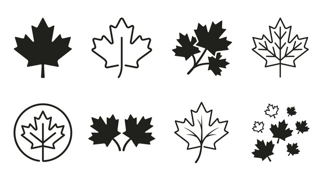 Maple Leaf Vector Icon Set in Black and White Line Style