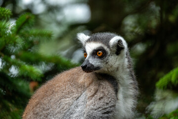 Obraz premium ring tailed lemur