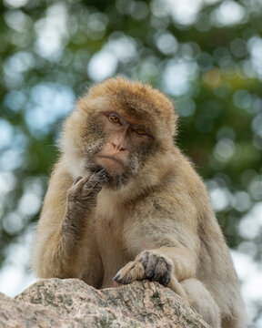 Macaque thinking 