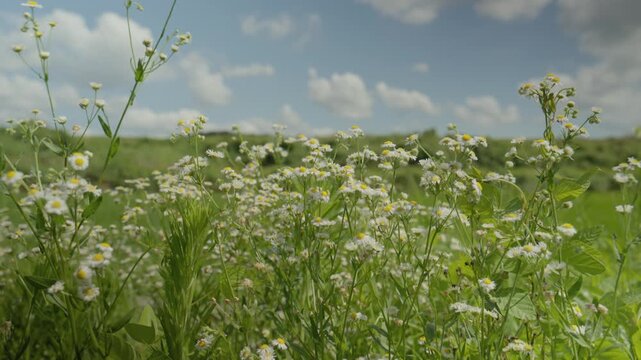 White Daisy Fleabane Wildflowers Blooming in Green Field Under Blue Sky in Nonsan South Korea 4K