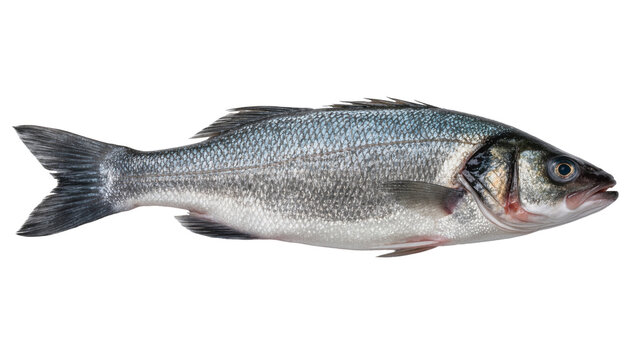 Whole raw European sea bass fish with silver scales, isolated on transparent background