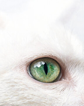 Macro close-up of green kitten eye with detailed iris on white