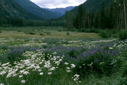 Christmas lights across deep mountain valley meadow