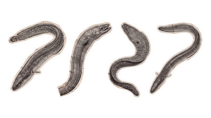 Fototapeta premium eel , newspaper collage cutout set PNG