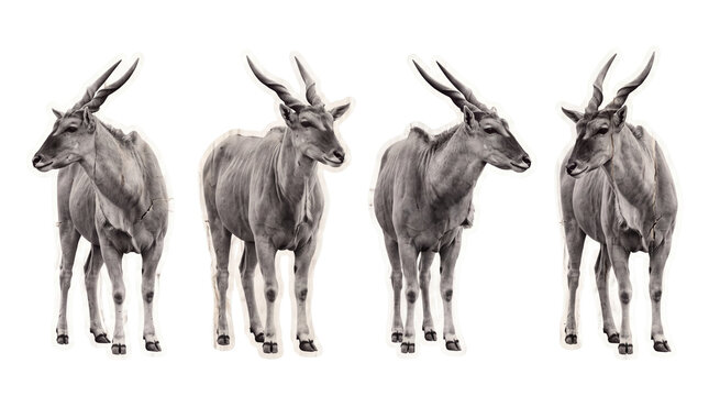 eland , newspaper collage cutout set PNG