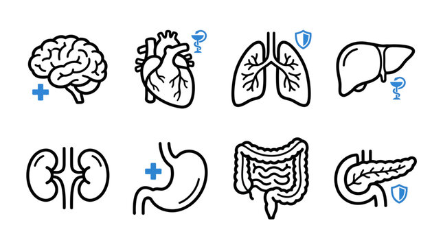 Human Internal Organs Icon Set Vector Illustration of Anatomy and Healthcare Symbols