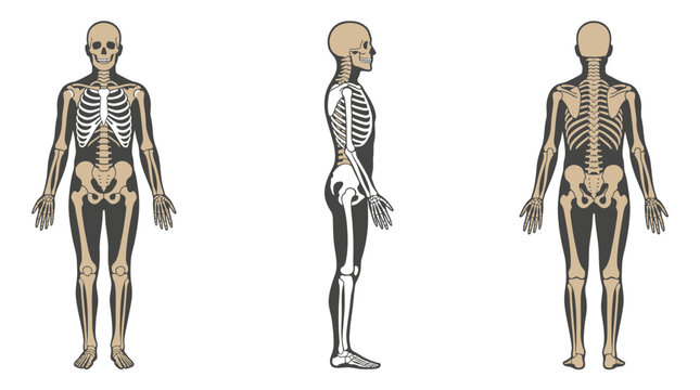 Human Skeleton Anatomy in Front Side and Back Views Vector Illustration