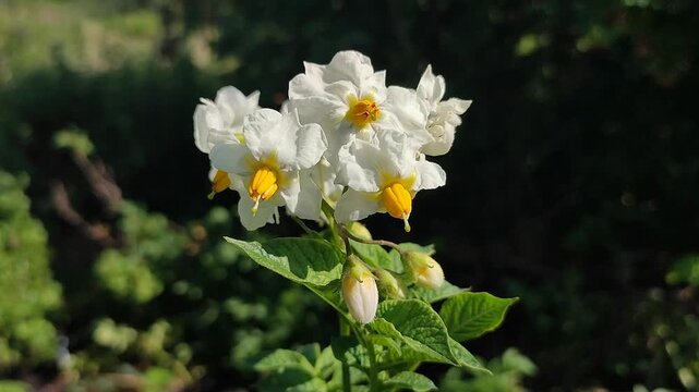 Potato flowers. Blooming white flowers with yellow centers on a stem with green potato leaves on a sunny summer day. Tuberous nightshade. Flowering of vegetables. Perennial tuberous herbaceous plants