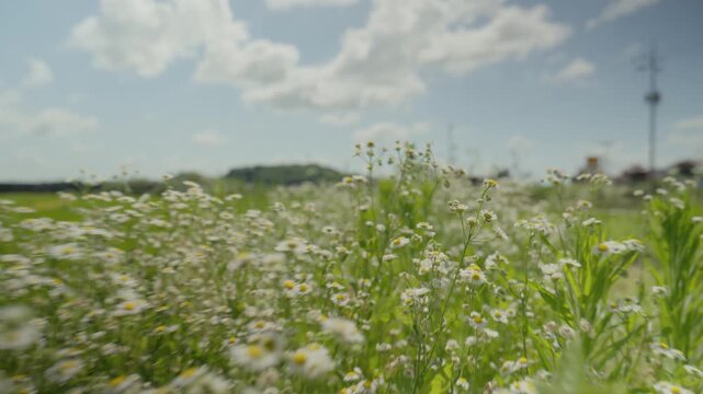 Camera Tilt Up Revealing White Wildflowers, Green Rice Paddy Field, and Countryside Landscape in Nonsan, South Korea
