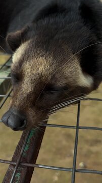 A close-up of a sleeping European pine marten resting its head on a metal fence. The animal has a brown and cream fur pattern, with a pointed snout and whiskers.