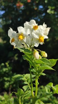 Potato flowers. Blooming white flower with yellow centers on stem with green potato leaves on sunny summer day. Tuberous nightshade. Flowering vegetables. Perennial tuberous herbaceous plants Vertical