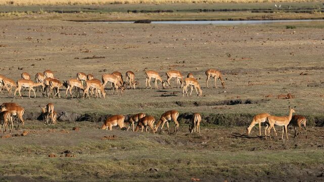 A herd of impala antelopes feeding on the Chobe river floodplain, Chobe National Park, Botswana