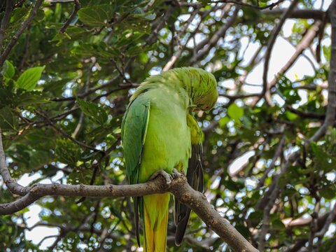 Rose-ringed parakeet grooming its feathers on a tree branch