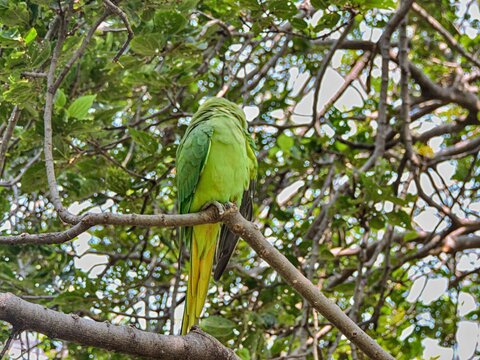 Green ring-necked parakeet perching on a tree branch outdoor