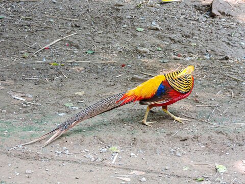 Males have a golden crest, red body, and blue-green upper back; females are dull brown for camouflage