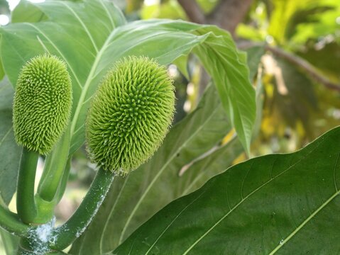 Close up of young green breadfruit growing on the tree branch surrounded by lush tropical leaves. Fresh raw tropical fruit nature photography in a natural garden setting
