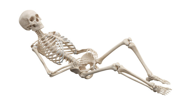 Three dimensional rendering of a human skeleton lying down on its back