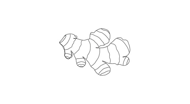 Ginger Root Knob Botanical Line Art Vector Illustration