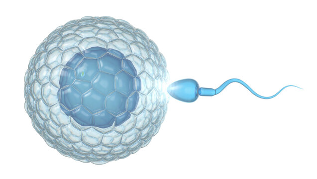 Blue sperm approaching a large ovum with hexagonal cells, isolated on transparent background