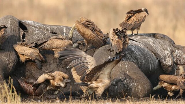 White-backed vultures (Gyps africanus) scavenging on a dead elephant, Kruger National Park, South Africa