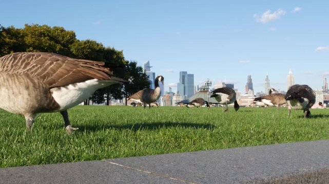 New York City Manhattan Midtown towers from New Jersey, wild goose or duck on grass lawn of pier A park, Hoboken, United States. American high-rise skyscraper building and birds migration, NYC skyline