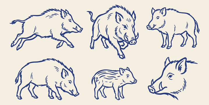 Wild boar and pig collection outline vector illustration with running charging standing foraging piglet and portrait poses