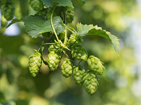 Hop cones on the hop plantation for beer production