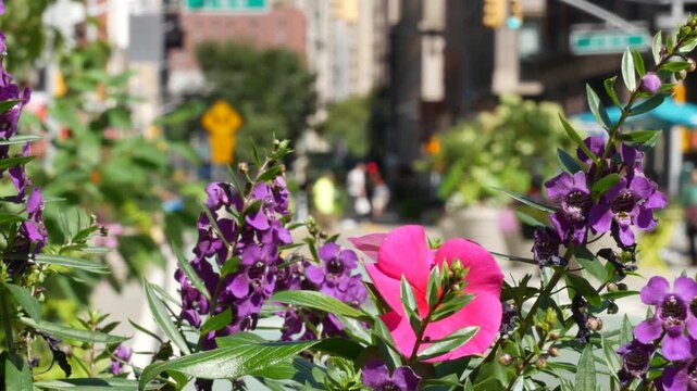 Flowers near Broadway street and Union Square, Manhattan Midtown, New York City, United States of America. Spring or autumn flowerbed bloom and cars on defocused road. people on University place.