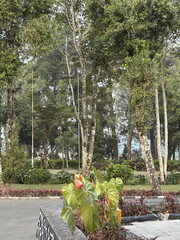 Decorative green foliage plant in stone planter box with lush park trees in background, scenic outdoor garden and landscaping design. © PanjiAbdillah