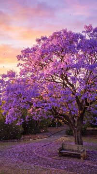 Blooming Purple Jacaranda Tree with Falling Petals in Park