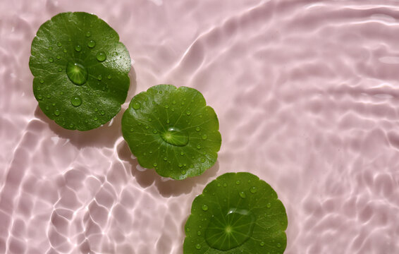 Green gotu kola leaves floating on clear rippling water, pink background