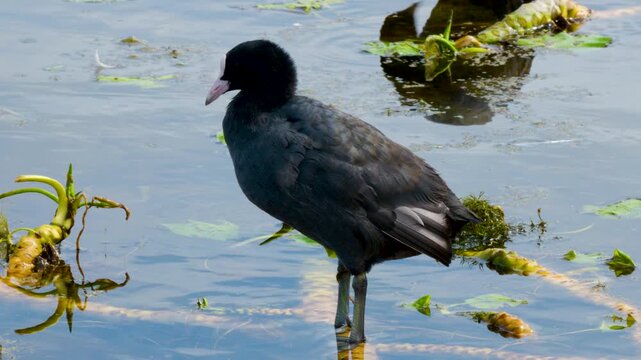 A Eurasian Coot engages in feather maintenance at Federsee, standing still in shallow water among lily pads and green aquatic vegetation.