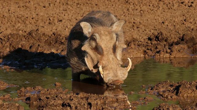A warthog (Phacochoerus africanus) drinking at a muddy waterhole, Mokala National Park, South Africa