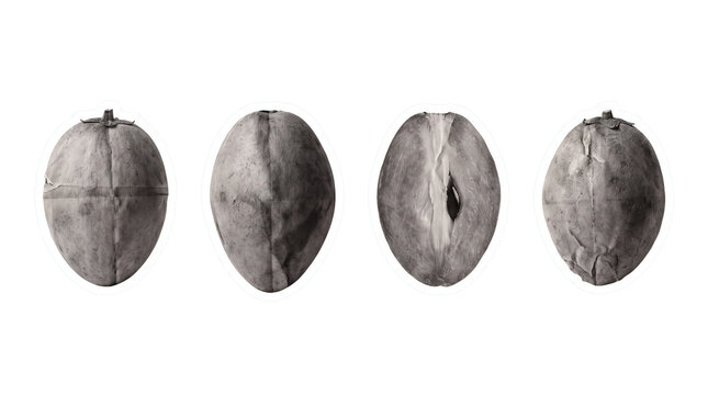 sapodilla , newspaper collage cutout set PNG