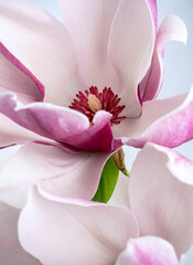 Macro close-up of a pink and white magnolia flower centered on its delicate stamens, surrounded by overlapping petals with soft pastel colors and shallow depth of field. © DEWINs