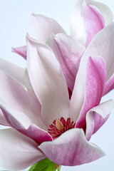 Close-up macro view of a pink and white magnolia blossom, highlighting delicate layered petals and contrasting central stamens in soft pastel tones. © DEWINs