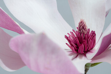 Close-up macro view of a pink and white magnolia flower with prominent purple stamens and delicate petals, featuring soft pastel tones, shallow depth of field and botanical detail. © DEWINs