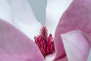 Macro close-up of a pink and white magnolia flower, focusing on its prominent purple stamens and delicate petals with soft pastel tones and shallow depth of field. © DEWINs