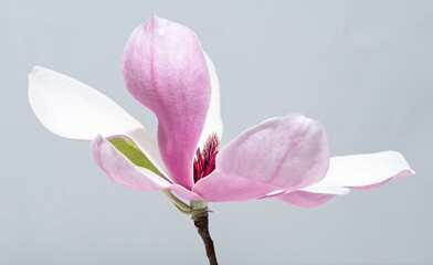 Elegant pink and white magnolia flower photographed from the side, showing its open petal structure, purple flower center and slender stem against a soft blurred background. © DEWINs