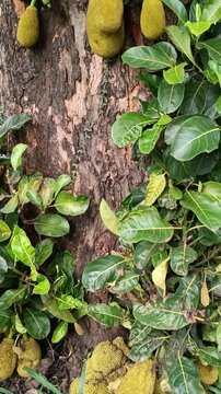 A jack fruits growing on a jack tree trunk. Jack fruits hanging in trees in a tropical.
